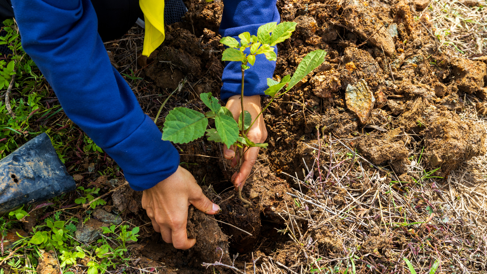 tree planting